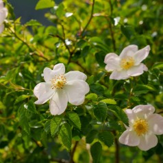 Håret Hunde-rose 40-60 cm....