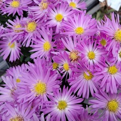 Pudeasters Herbstgruss von Bresserhof - Aster dumosus Herbstgruss von Bresserhof