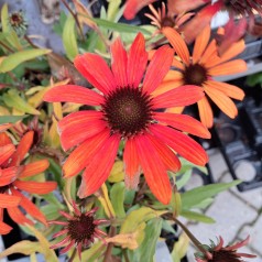 Purpursolhat SunSeekers Clementine - Echinacea SunSeekers Clementine