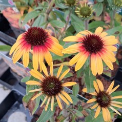 Purpursolhat Tangerine Dream - Echinacea purpurea Tangerine Dream