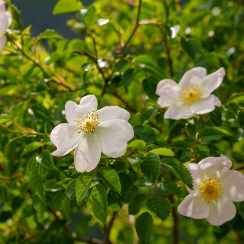 Håret Hunde-rose 60-80 cm. - Bundt med 25 stk. barrodsplanter - Rosa corymbifera