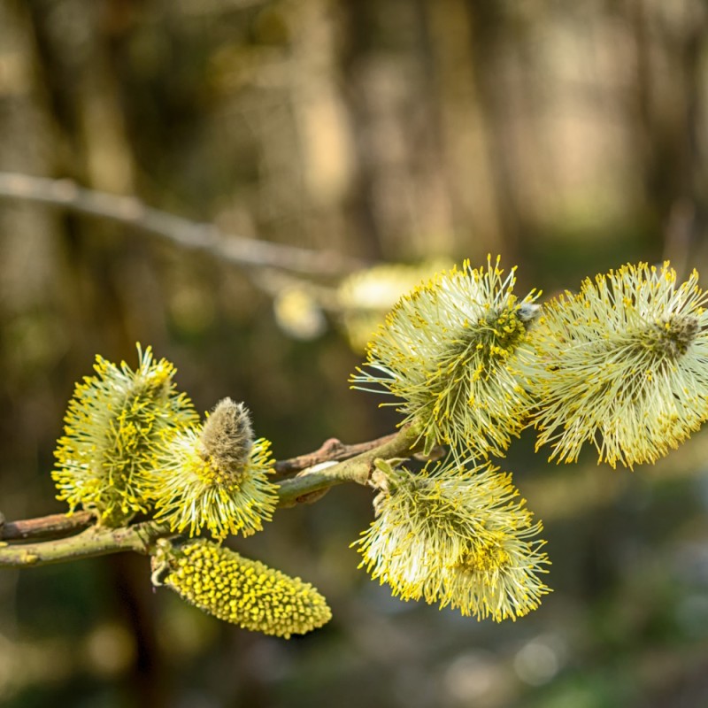 Øret pil 60-100 cm. - Bundt Med 25 Stk. Barrodsplanter - Salix aurita