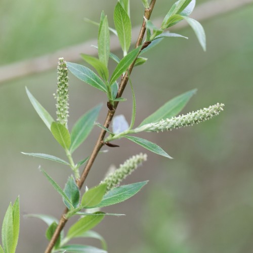 Mandel-Pil 80-120 cm. - Bundt med 25 stk. barrodsplanter - Salix triandra