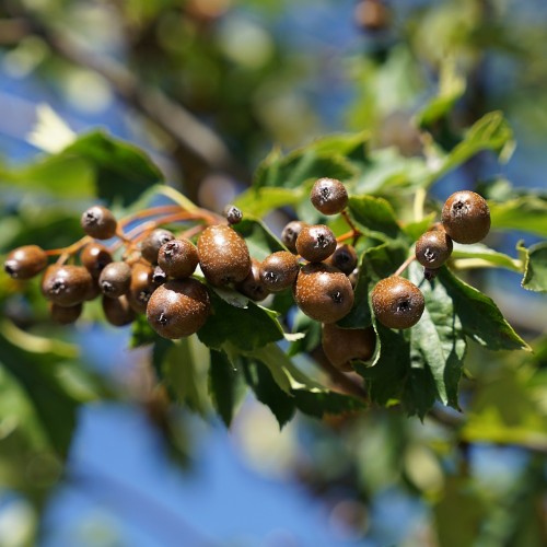 Tarmvridrøn 40-60 cm. - Bundt Med 25 Stk. Barrodsplanter - Sorbus torminalis
