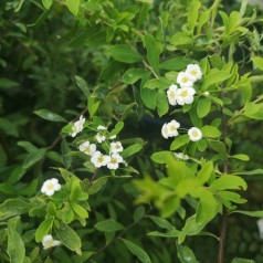Spiraea Arguta - Snedrivebusk