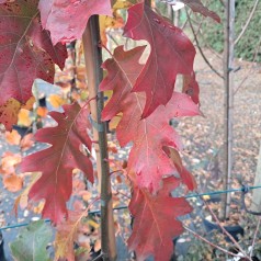 Rødeg 150-175 cm. - Quercus rubra