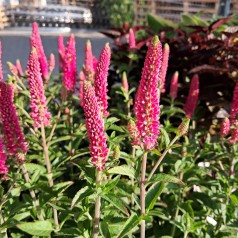 Ærenpris First Love - Veronica hybrid First Love