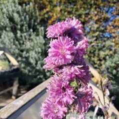 Ridderspore Highlander Flamenco - Delphinium Highlander Flamenco