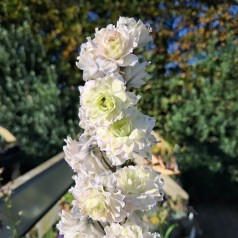 Ridderspore Highlander Samba - Delphinium hybrid Highlander Samba