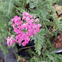Røllike Pink Grapefruit - Achillea millefolium Pink Grapefruit