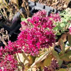Sankthansurt Class Act - Sedum hybrid Class Act