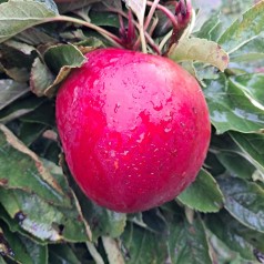 Søjleæble McIntosh - Malus domestica McIntosch