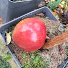 Søjleæble McIntosh - Malus domestica McIntosch