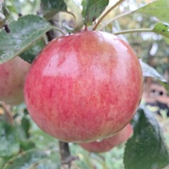Søjleæble McIntosh - Malus domestica McIntosch