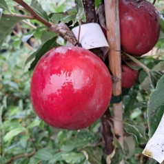 Søjleæble Red Leaf - Malus domestica Red Leaf
