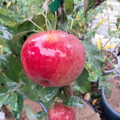 Søjleæble Red Sensation - Malus domestica Red Sensation