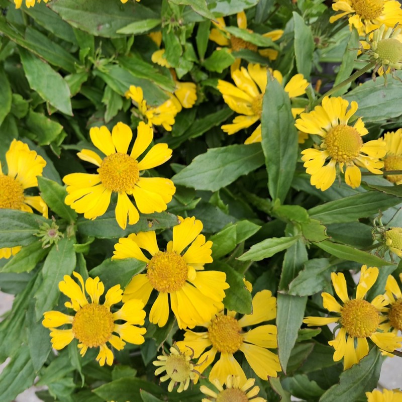 Solbrud Lemon Sundae - Helenium hybrid Lemon Sundae