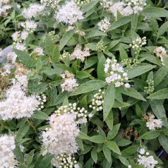 Spiræa Albiflora - Spiraea japonica Albiflora