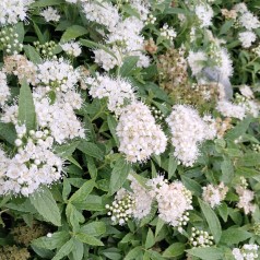 Spiræa Albiflora - Spiraea japonica Albiflora