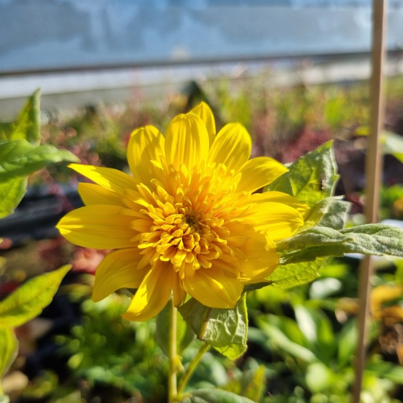 Staude Solsikke Double Whammy - Helianthus Double Whammy