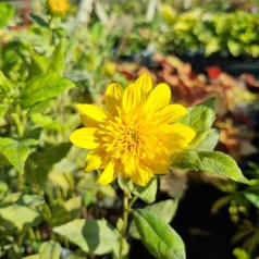 Staude Solsikke Double Whammy - Helianthus Double Whammy