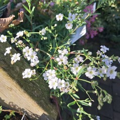 Stenhøjsbrudeslør - Gypsophila repens