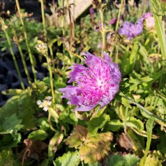 Stokesia - Stokesia laevis