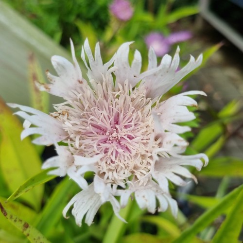Stokesia Alba - Stokesia laevis Alba