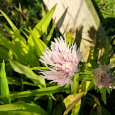 Stokesia Alba - Stokesia laevis Alba