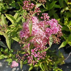 Spiraea japonica Genpei (Shirobana) - Tofarvet spiræa