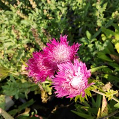 Stokesia Color Wheel - Stokesia laevis ColorWheel