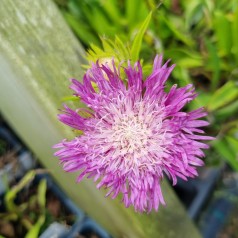 Stokesia Color Wheel - Stokesia laevis ColorWheel