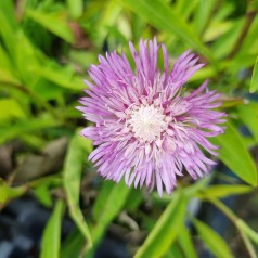 Stokesia Color Wheel - Stokesia laevis ColorWheel