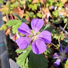 Storkenæb Bloom Me Away - Geranium hybrid Bloom Me Away