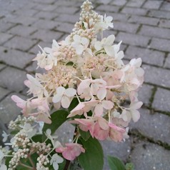 Syrenhortensia Petite Star - Hydrangea paniculata Petite Star