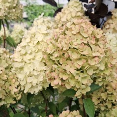 Syrenhortensia Petite Cherry på 60 cm. stamme - Hydrangea paniculata Petite Cherry