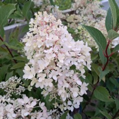 Syrenhortensia Petite Flori...