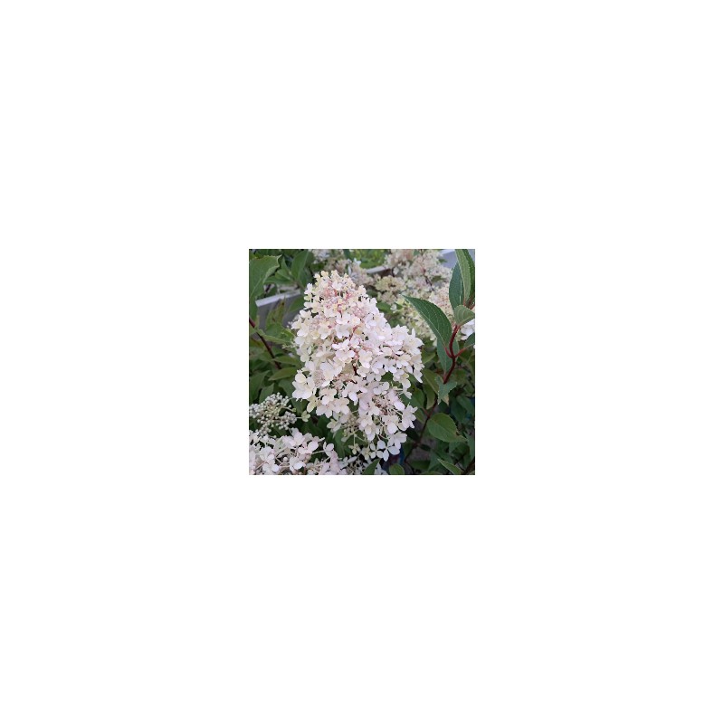 Syrenhortensia Petite Flori - Hydrangea paniculata Petite Flori
