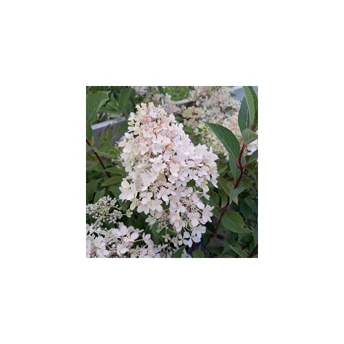 Syrenhortensia Petite Flori - Hydrangea paniculata Petite Flori