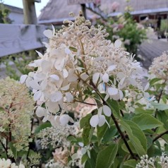 Syrenhortensia Petite Lantern - Hydrangea paniculata Petite Lantern