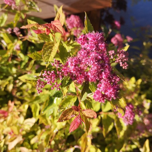 Spiræa Goldflame 20-30 cm. - Bundt med 25 stk. barrodsplanter - Spiraea japonica Goldflame