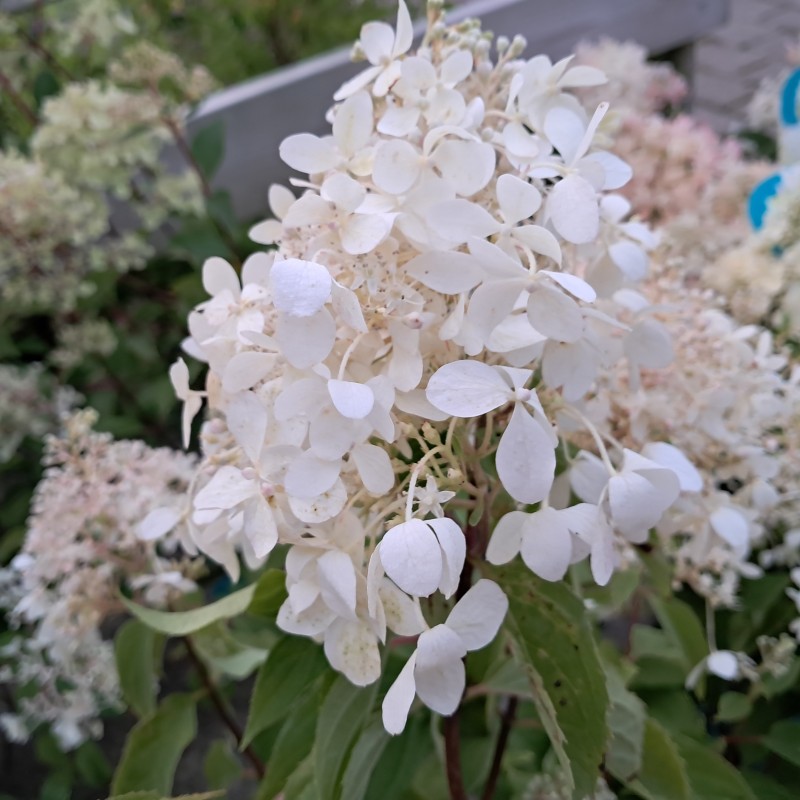 Syrenhortensia Petite Lantern - Hydrangea paniculata Petite Lantern