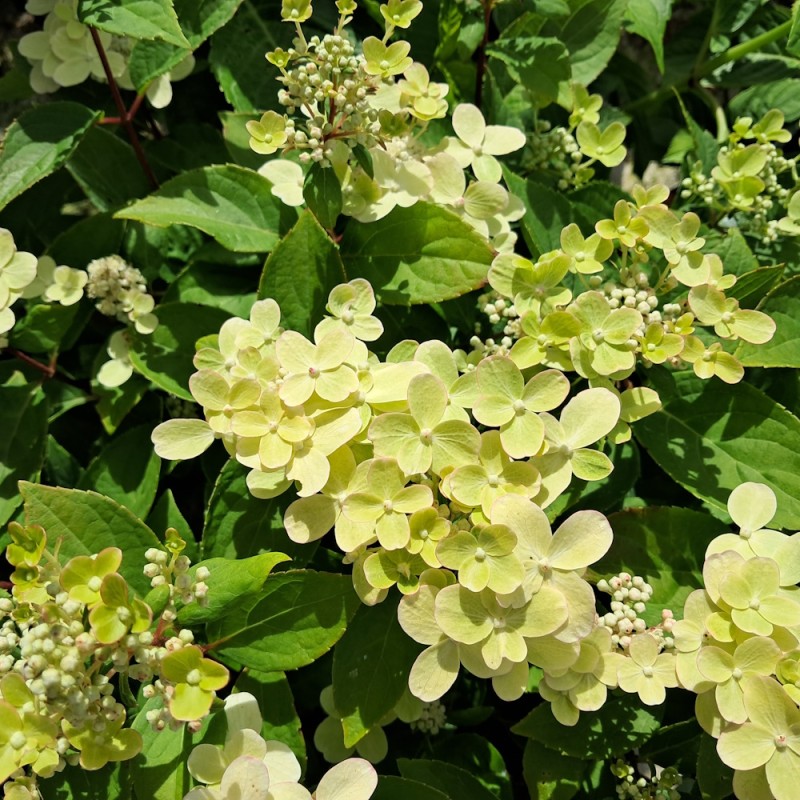 Syrenhortensia Switch Ophelia - Hydrangea paniculata Switch Ophelia