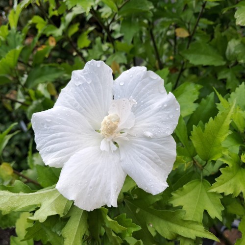 Syrisk Rose Flower Tower White på 50 cm stamme - Hibiscus Flower Tower White