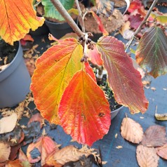 Troldnød Jelena - Hamamelis intermedia Jelena