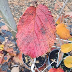 Troldnød Jelena - Hamamelis intermedia Jelena