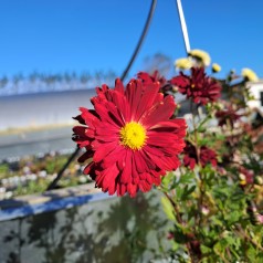 Vinterasters Duchess of Edinburgh - Chrysanthemum D. of Edinburgh