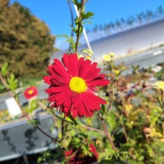 Vinterasters Duchess of Edinburgh - Chrysanthemum D. of Edinburgh