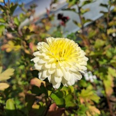 Vinterasters Poesie - Chrysanthemum Poesie