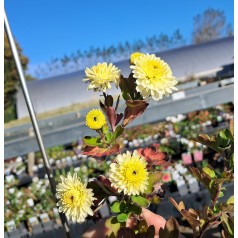 Vinterasters Poesie - Chrysanthemum Poesie